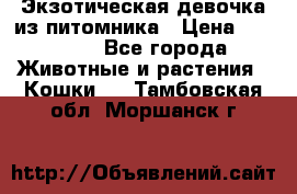 Экзотическая девочка из питомника › Цена ­ 25 000 - Все города Животные и растения » Кошки   . Тамбовская обл.,Моршанск г.